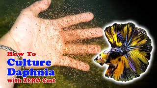 How to Culture Daphnia with ZERO Cost  Unlimited Live Food For Our Fish [upl. by Nilra]