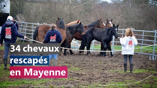 34 chevaux rescapés en Mayenne [upl. by Cheke]