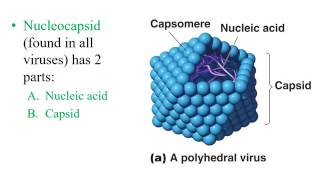 Chapter 5 Virology [upl. by Dewees]