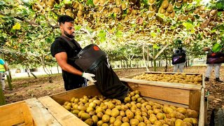 🥝 AWESOME DAY ON KIWI FRUIT ORCHARD NEW ZEALAND [upl. by Aztinaj]