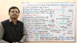 Diabetes Mellitus Part10 Mechanism of Action of Sulfonylurease  Antidiabetic Drugs  Diabetes [upl. by Poppas]