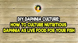 DIY Daphnia Culture How to Culture Nutritious Daphnia as Live Food for Your Fish [upl. by Ennovad]