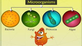 What are microorganismsmicrobes Types of microorganisms and their classification [upl. by Yemar]