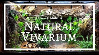 How to build a Natural Vivarium From Scratch [upl. by Haggai]