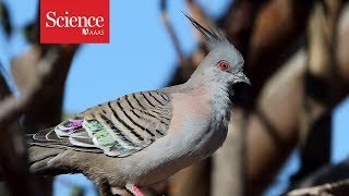 Pigeons sound a warning call—with their feathers [upl. by Bahner]