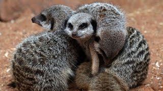 Meerkats are actually pretty violent Who knew [upl. by Dorothea]