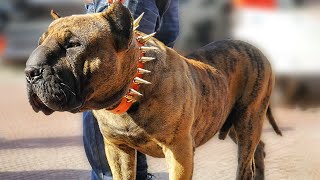 10 Best Hybrid Dog Breeds In The World [upl. by Fifine]