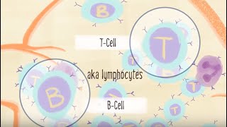 Understanding the Immune System [upl. by Nosro]