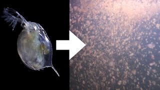 How I Culture Daphnia [upl. by Wilkey]