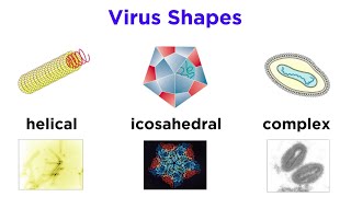 Introduction to Virology and Viral Classification [upl. by Arakat]