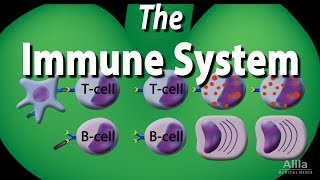 The Immune System Overview Animation [upl. by Eerpud]