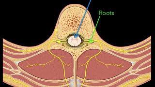 Spinal nerves [upl. by Beaner]