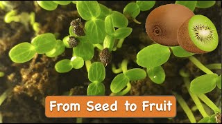 How to Grow Kiwi from Seed at Home [upl. by Lanam]