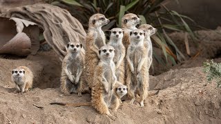 Meerkat Madness at San Diego Zoo [upl. by Yemarej]