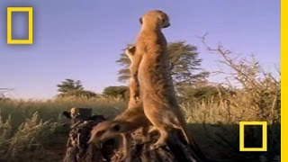 Meerkat Mob Rule  National Geographic [upl. by Xam755]