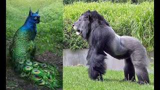 TOP 6 Shocking Animal Hybrids You Wont Believe Exist WEIRD [upl. by Eugeniusz105]