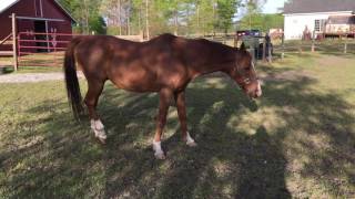 Horse with Equine Protozoal Myeloencephalitis EPM Opossum Disease [upl. by Eniamerej]