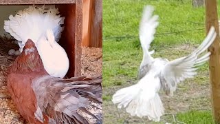 Indian Fantail Pigeons Flying Around the Aviary and Feeding Chicks [upl. by Jyoti]