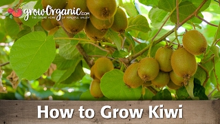 How to Grow Organic Kiwi [upl. by Immij510]