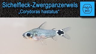 Sichelfleckpanzerwels  Corydoras hastatus  Haltung im Aquarium  Kleine Welse  Zwergpanzerwelse [upl. by Aynatal]