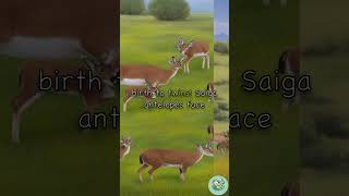 Facts About Saiga Antelopes [upl. by Saum822]