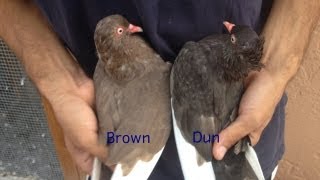 Brown vs Dun Pigeon genetics [upl. by Mixam568]