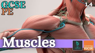 GCSE PE  MUSCLES  Anatomy and Physiology Skeletal and Muscular System  14 [upl. by Eniamahs797]