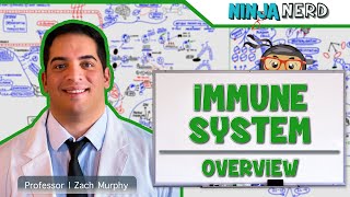 Immune System Components and Functions [upl. by Inesita169]