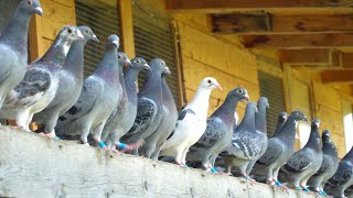 A Day in the Life of Young Racing Pigeons [upl. by Winfrid]