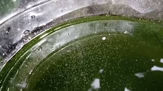 DAPHNIA MOINA CULTURE IN A SMALL BUCKET [upl. by Naeroled364]