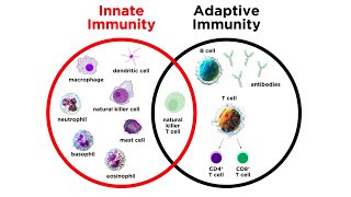 Introduction to Innate Immunity [upl. by Rundgren]