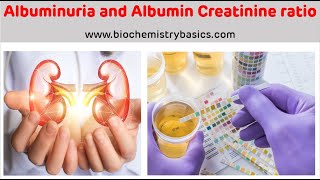 Albuminuria  Albumin Creatinine Ratio  Albumin In Urine [upl. by Hgieleak157]