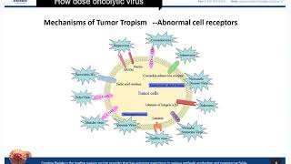 Oncolytic Virotherapy Basic Knowledge Review  Creative Biolabs [upl. by Nibla773]