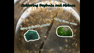 How To Culture Daphnia and Moinas using Green Water Spirulina powder [upl. by Nosoj893]