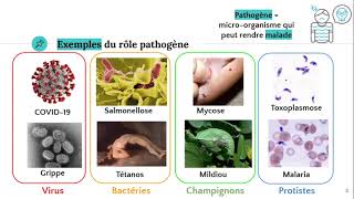 Les microorganismes pathogènes 🦠 [upl. by Chaworth]