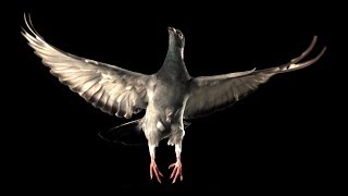 Slow Motion Pigeon Flight  BBC Earth [upl. by Wixted949]