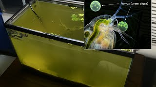 Raising Daphnia for the Freshwater Aquarium [upl. by Eromle85]