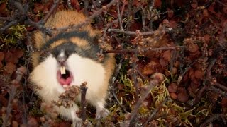 Fearless attack lemming  Worlds Weirdest Events Episode 2  BBC [upl. by Jonah]