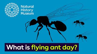 What is flying ant day  Surprising Science [upl. by Illah]