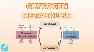 Regulation of Glycogen Metabolism [upl. by Nochur]