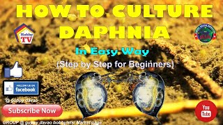 HOW TO CULTURE DAPHNIA In Easy Way [upl. by Drofub]