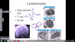 Immune cells [upl. by Latt]