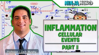 Immunology  Inflammation Cellular Events Part 2 [upl. by Meuser732]