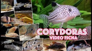 Como mantener Corydoras en nuestros acuarios  🎥 Video ficha 🐟 [upl. by Tynan452]