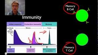 The Immune System [upl. by Eznyl]