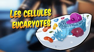 Biologie  Les cellules eucaryotes [upl. by Stav]