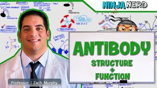 Immunology  Antibody Structure amp Function [upl. by Ecnatsnok527]